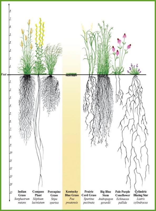 A visual comparison of native prairie plants compared to commn turf grass. 