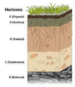 Diagram of Soil Horizons from the top plants down to the bedrock. There are 4 layers present in healthy soils including Organic material, Surface dirt, subsoil, and substratum shown.